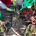 10 Brilliant Container Gardening Ideas for Small Spaces That Actually Work