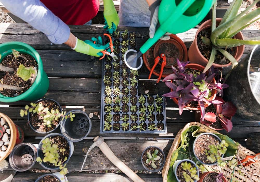 container gardening ideas for small spaces
