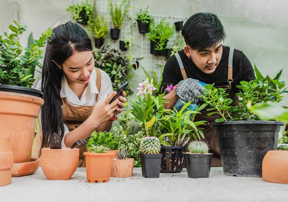 gardening for beginners india