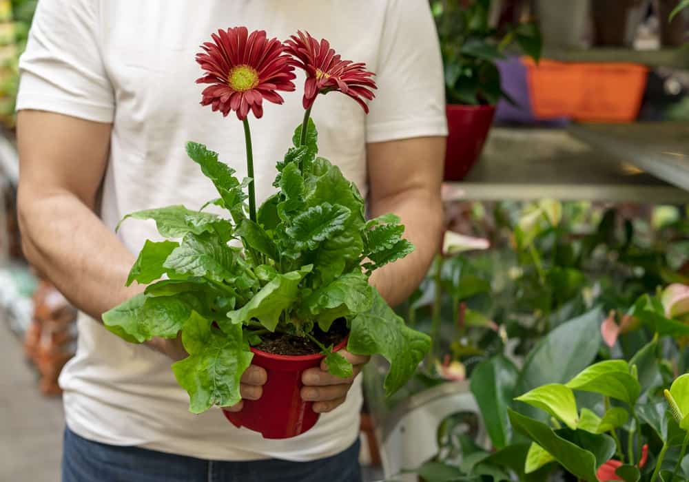 evergreen flowering plants in india