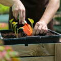 Home Gardening Tips for Beginners to Grow Fresh Plants Easily