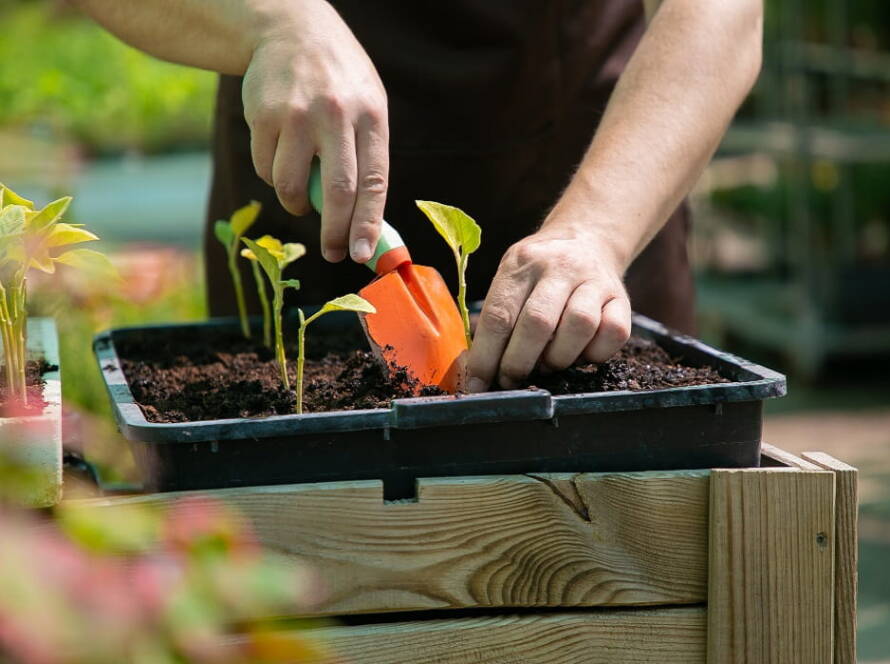 home gardening tips for beginners