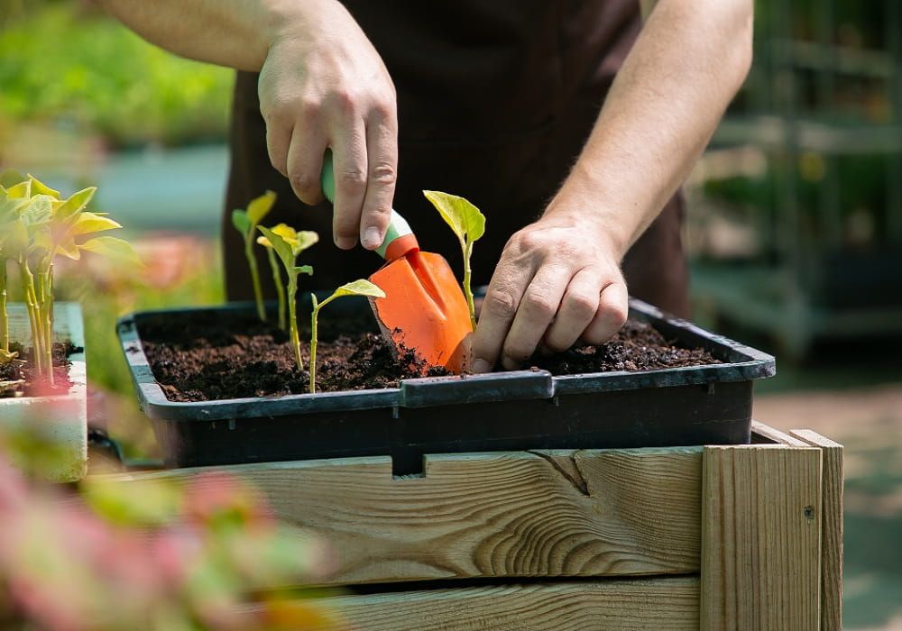 home gardening tips for beginners