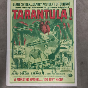 Tarantula - Window Cards