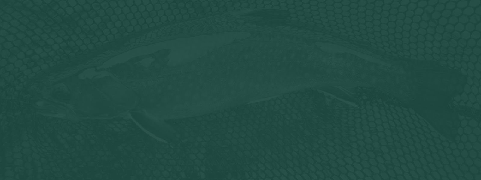 featured image for Fishing