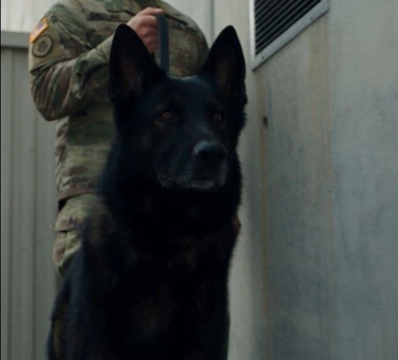 Ranger Refused to Pass a Cleared Building—Then the Detector Started Screaming
