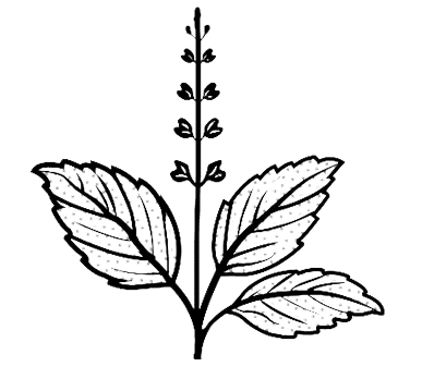 The Native Folks Leaf