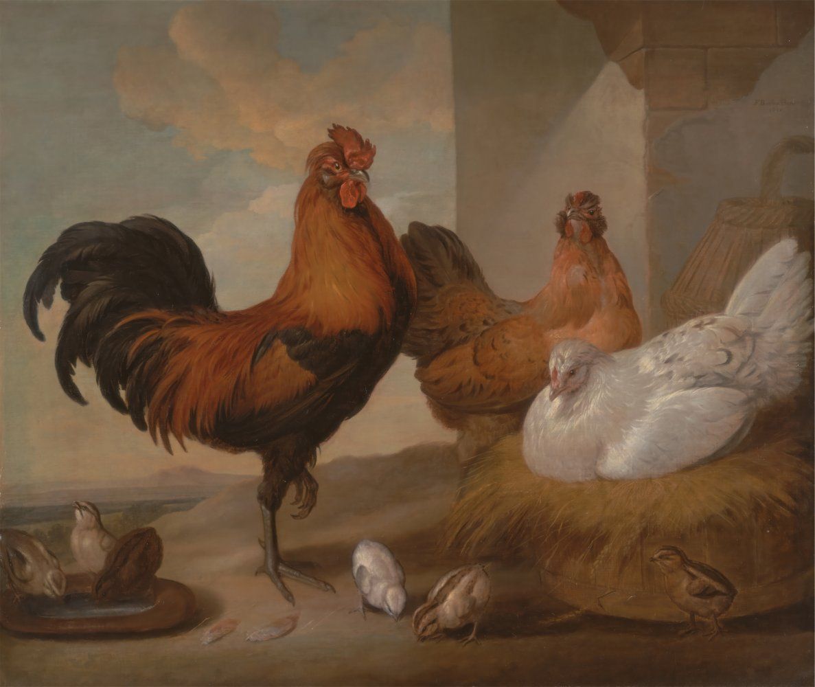 Konten Dua Tampakan Kenangan Ayam dan Kukur