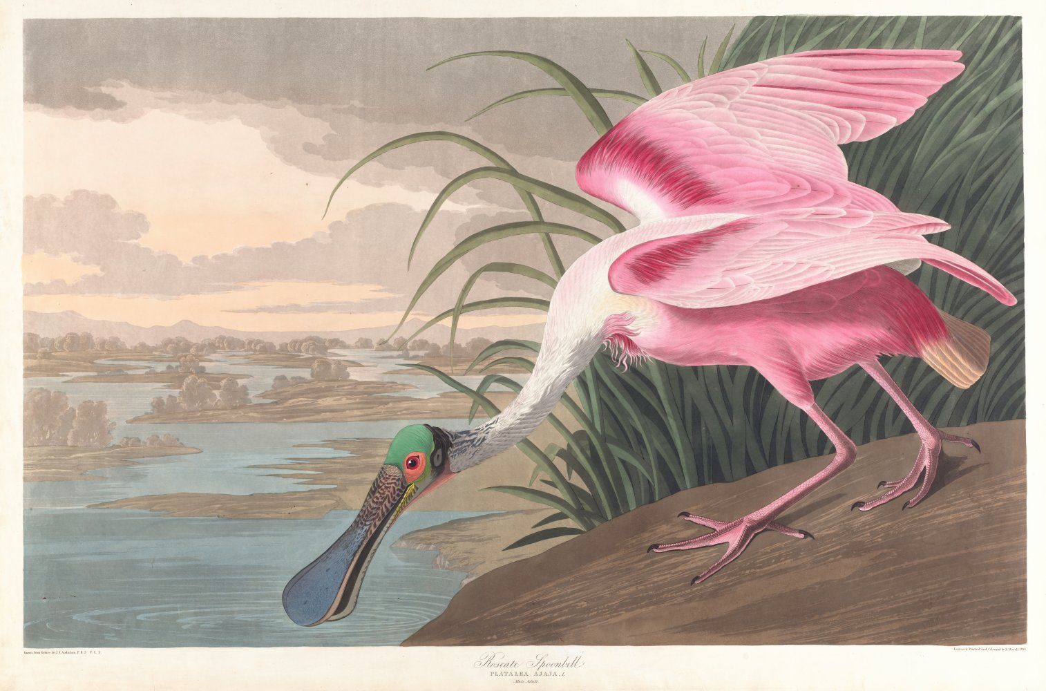 Konten Flamingo di Dekat Air