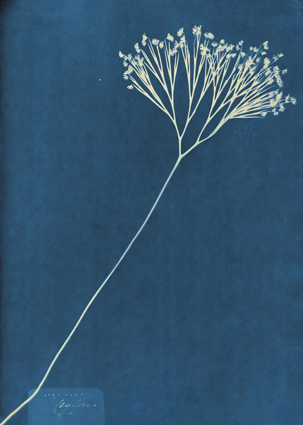 Konten Dandelion Seed Head
