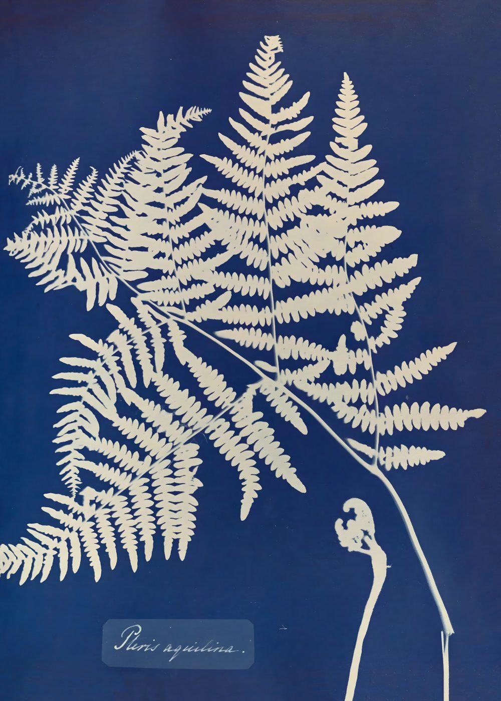 Konten Fern dalam Warna Hitam dan Putih