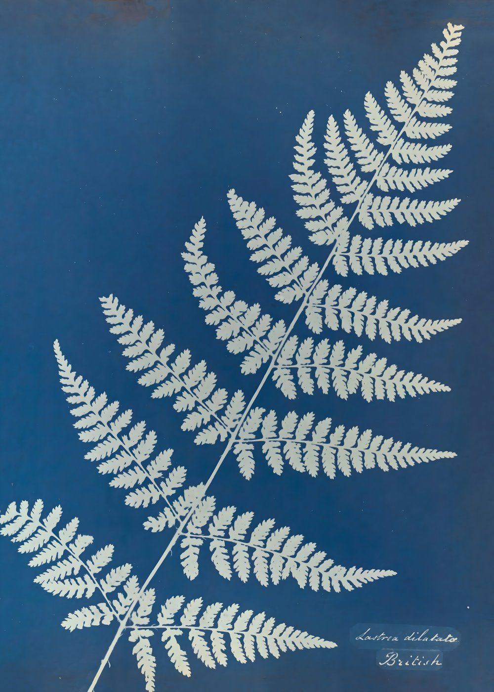 Konten Fern dengan Daun Putih di Latar Blue