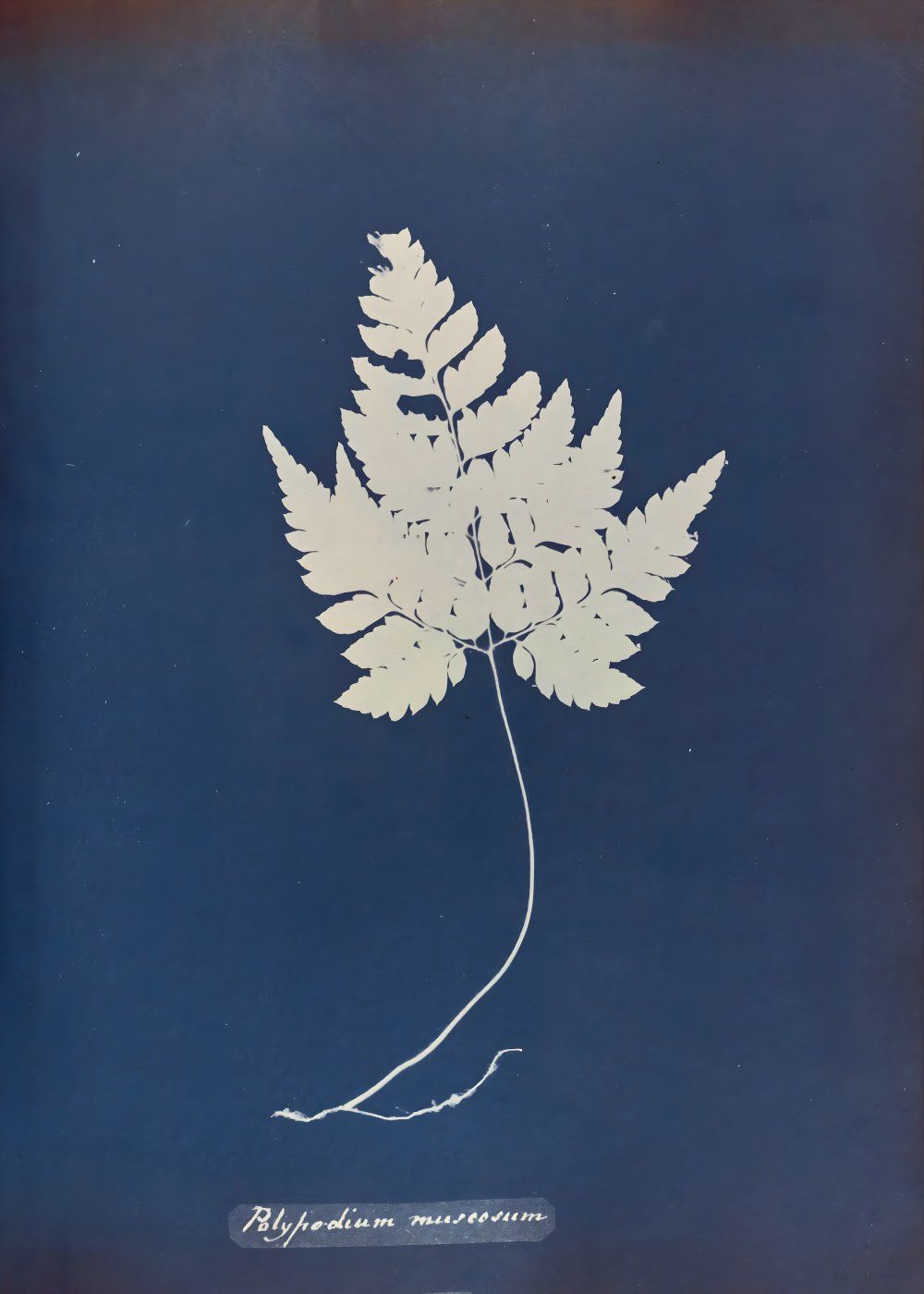 Konten Fern Leaf On Dark Blue Background