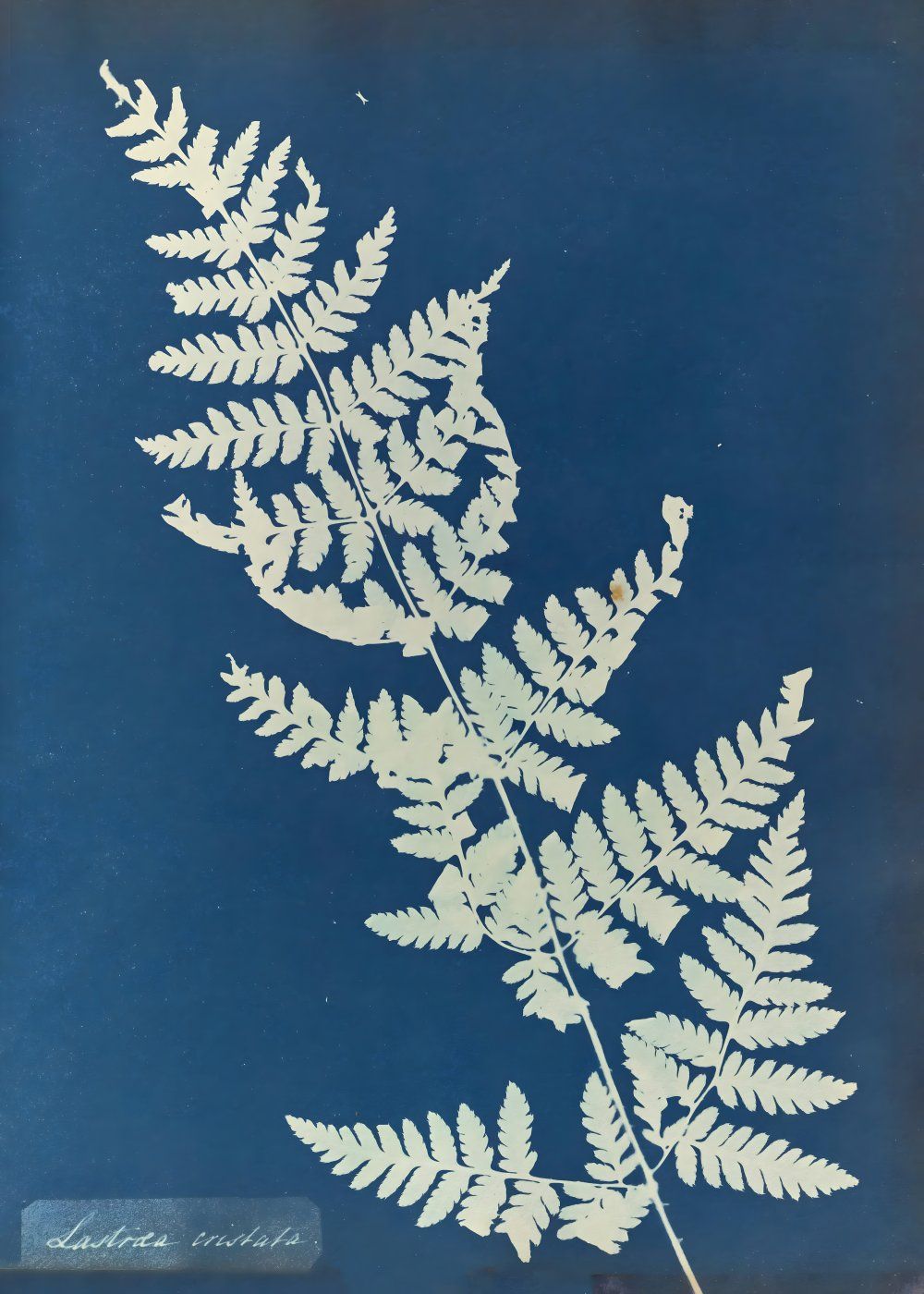 Konten Fern Leaf With White Veins