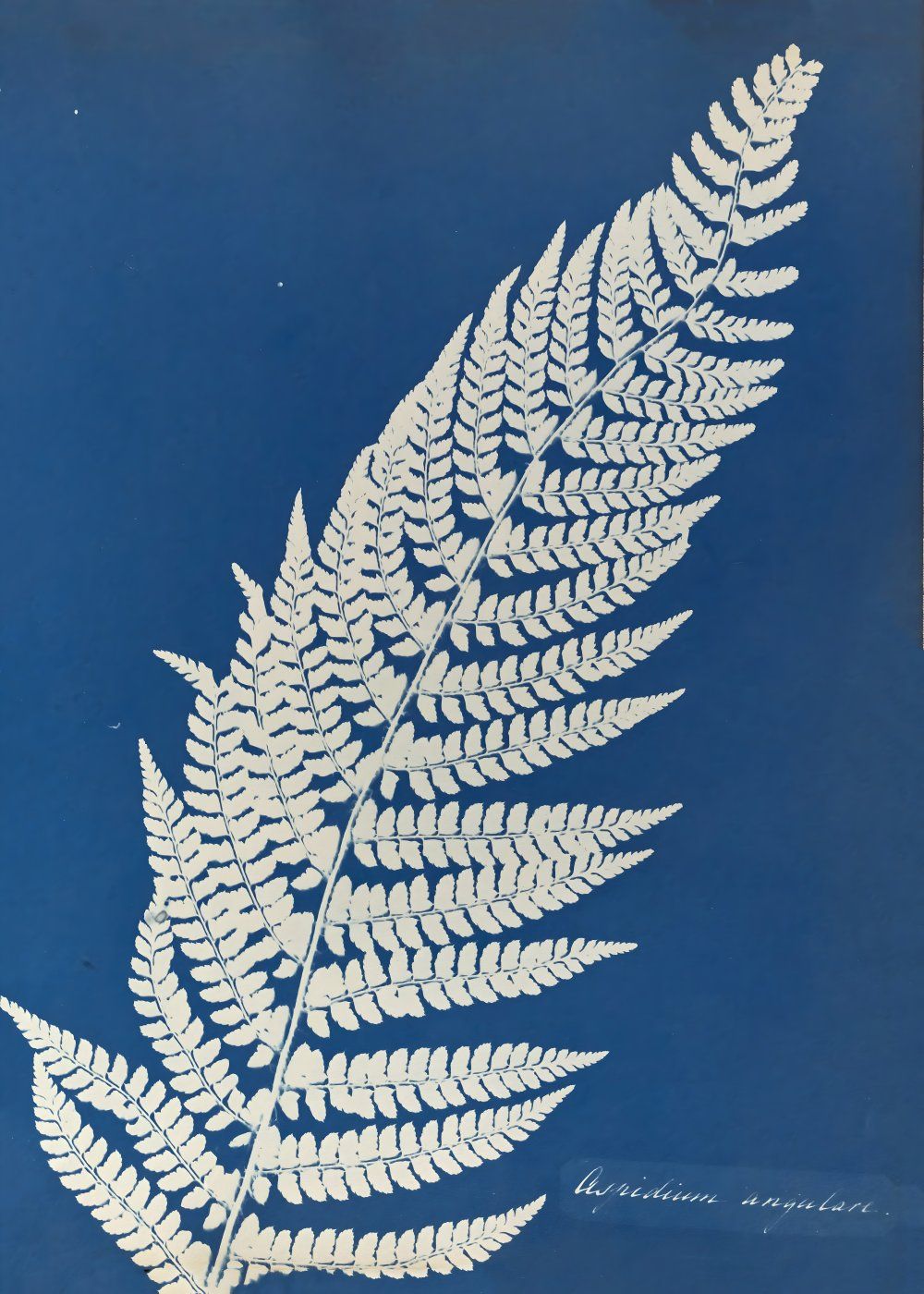 Konten Fern Leaf With White Veins