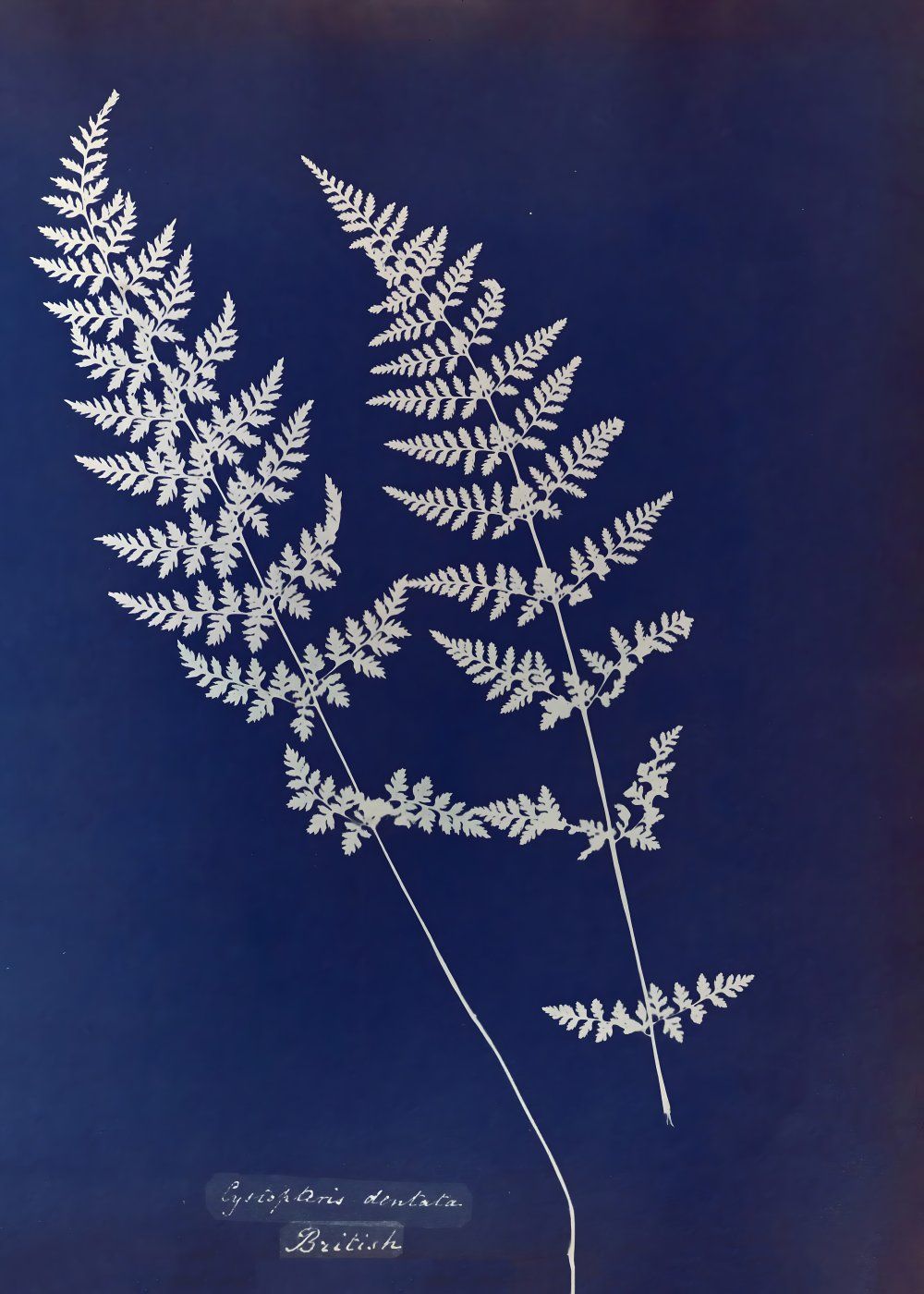 Konten Ferns In Black And White