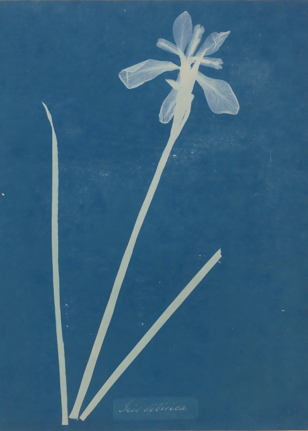 Konten Flower dengan Bola