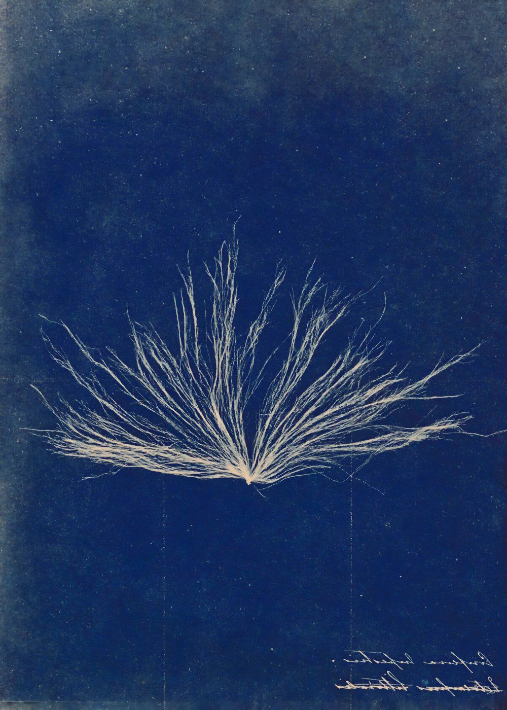 Konten Foto Dandelion Seed Head
