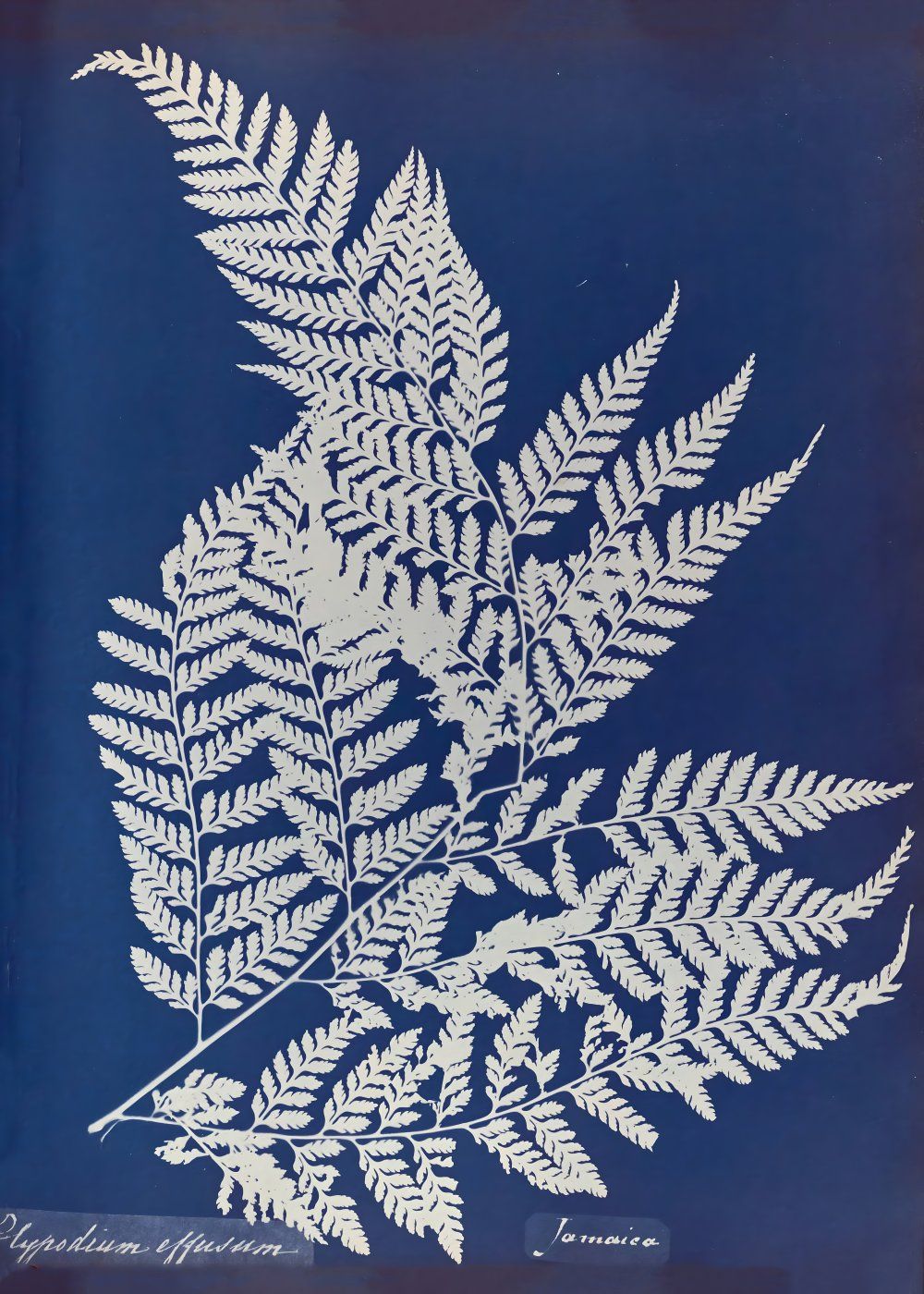 Konten Foto Fern Leaf