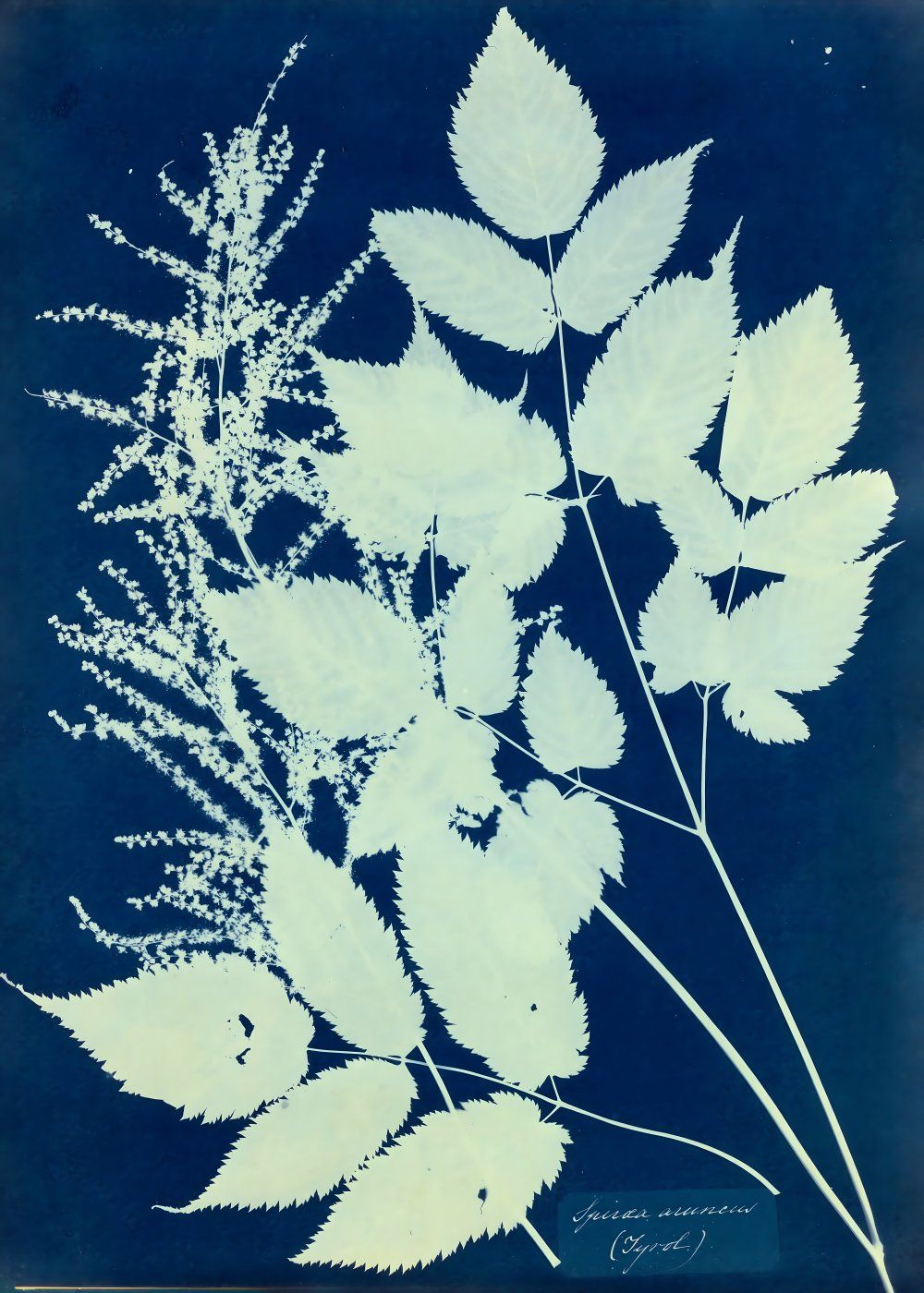 Konten Foto Koleksi Anna Atkins