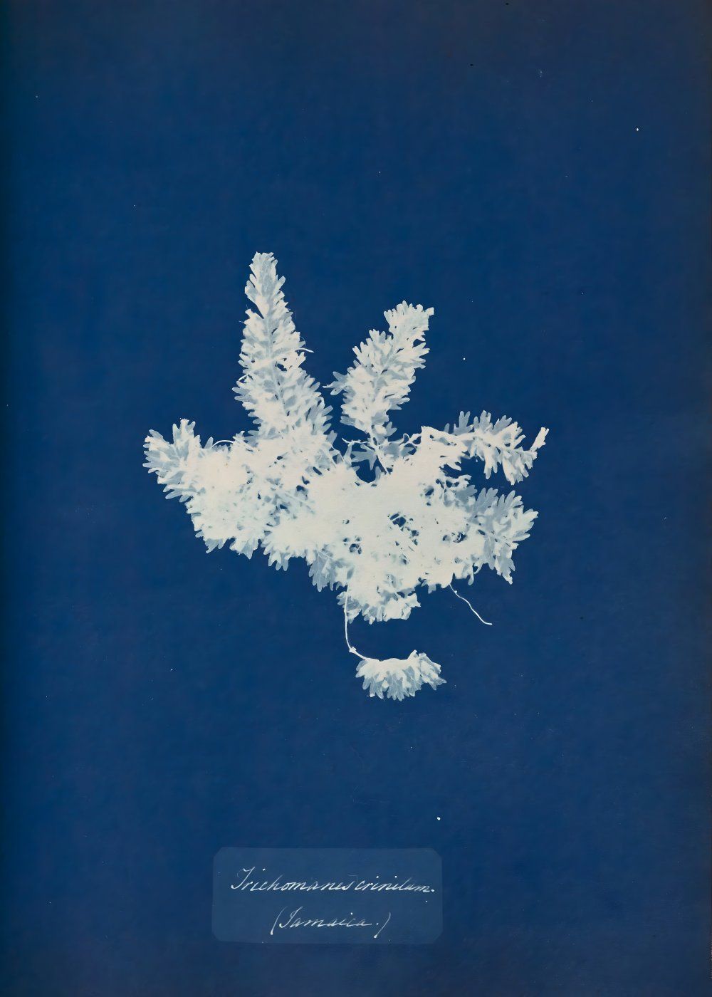 Konten Foto Leaf dengan Desain Snowflake