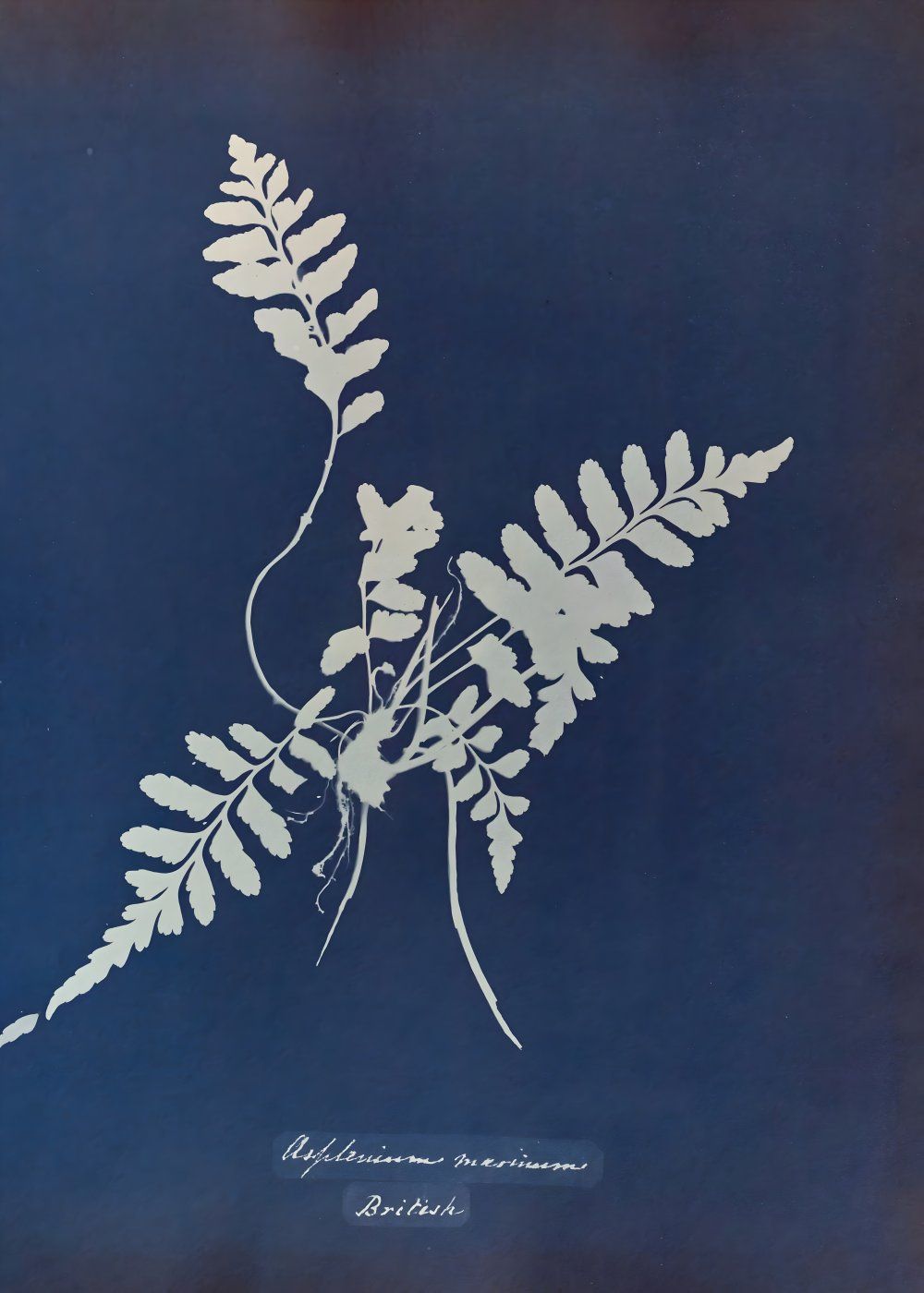 Konten Ilinustrasi Fern B&W