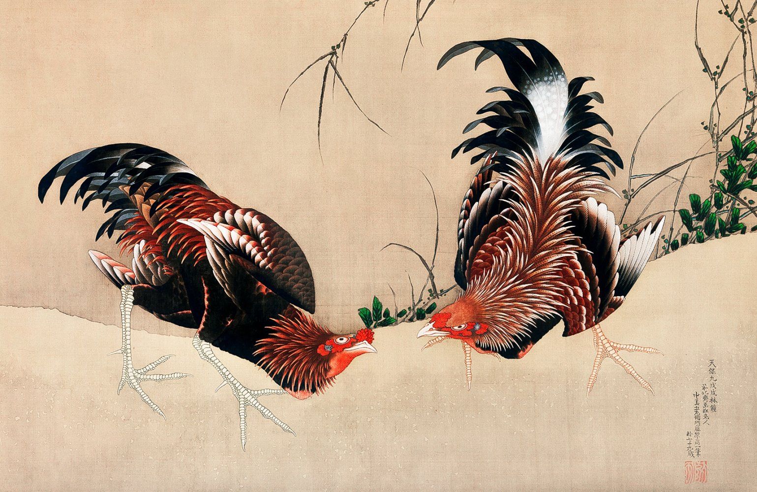 Konten Ketika Rooster Berbahagan