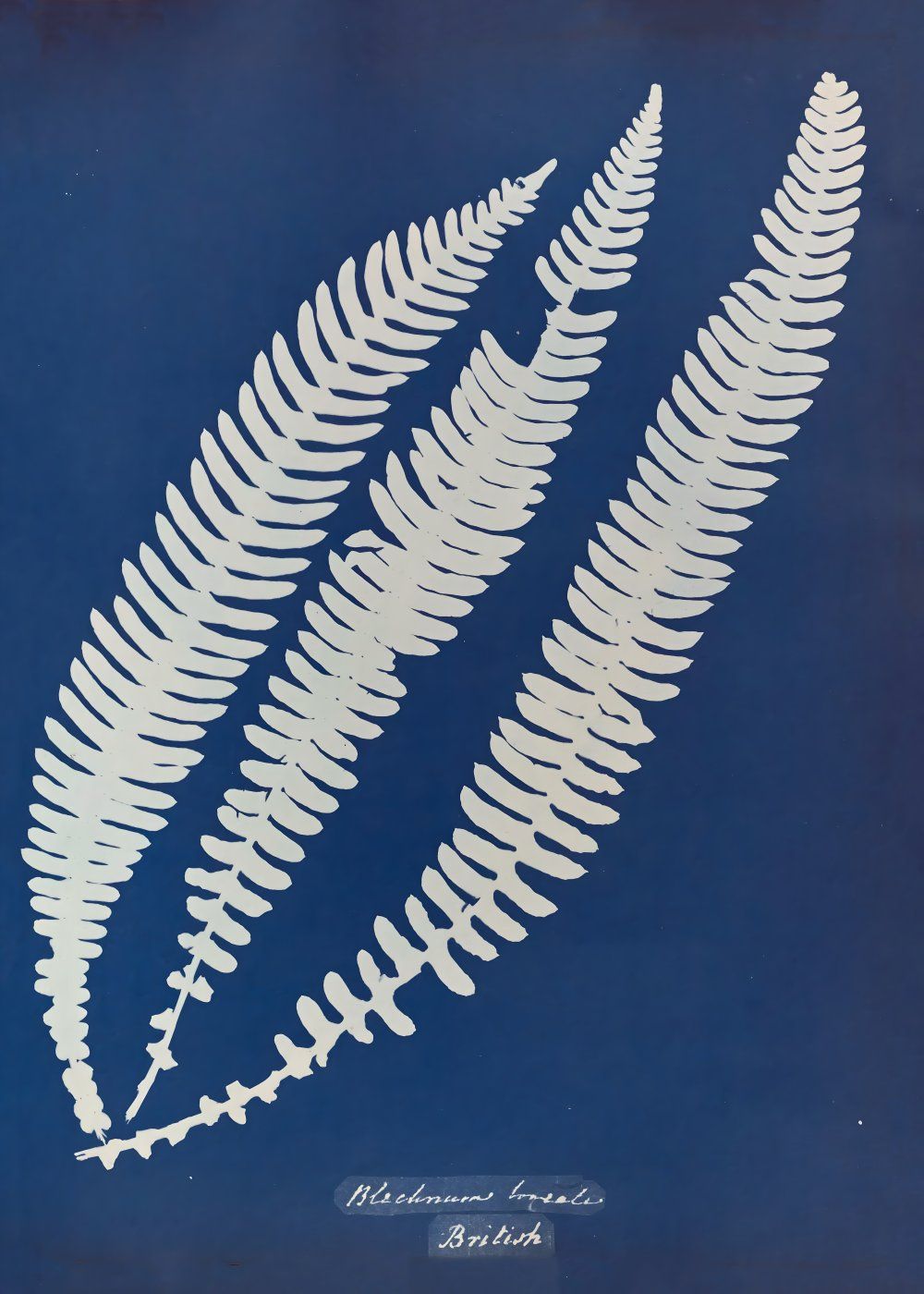 Konten Koleksi Anna Atkins