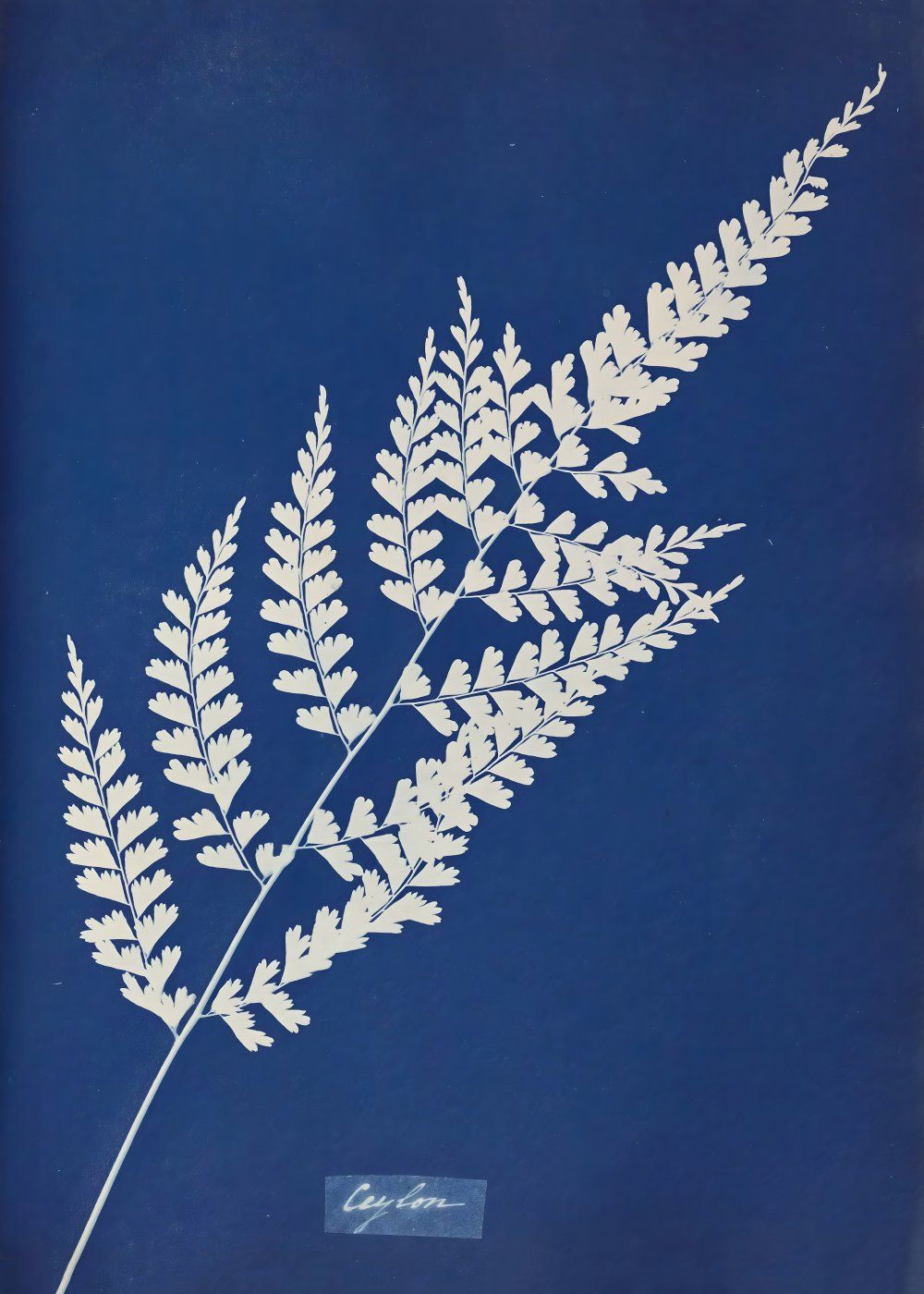 Konten Koleksi Anna Atkins