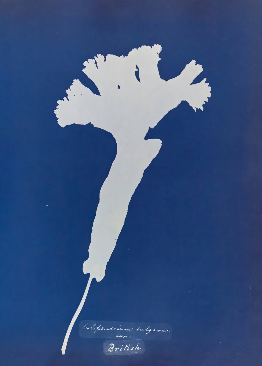 Konten Koleksi Anna Atkins