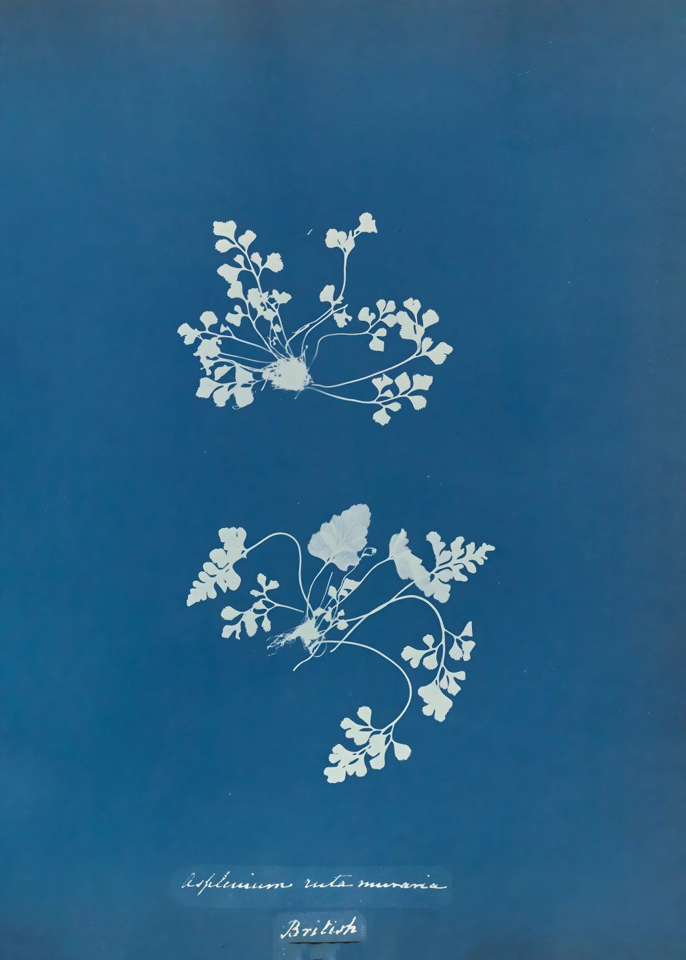 Konten Koleksi Anna Atkins