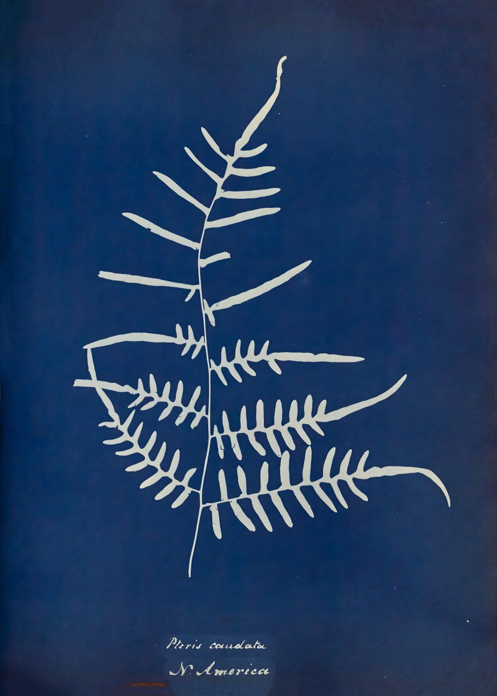 Konten Koleksi Anna Atkins