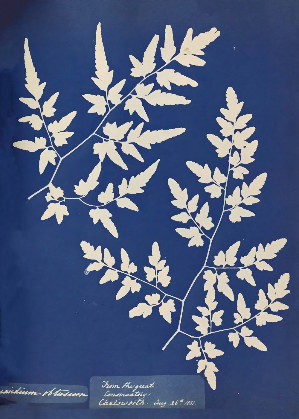Konten Koleksi Anna Atkins