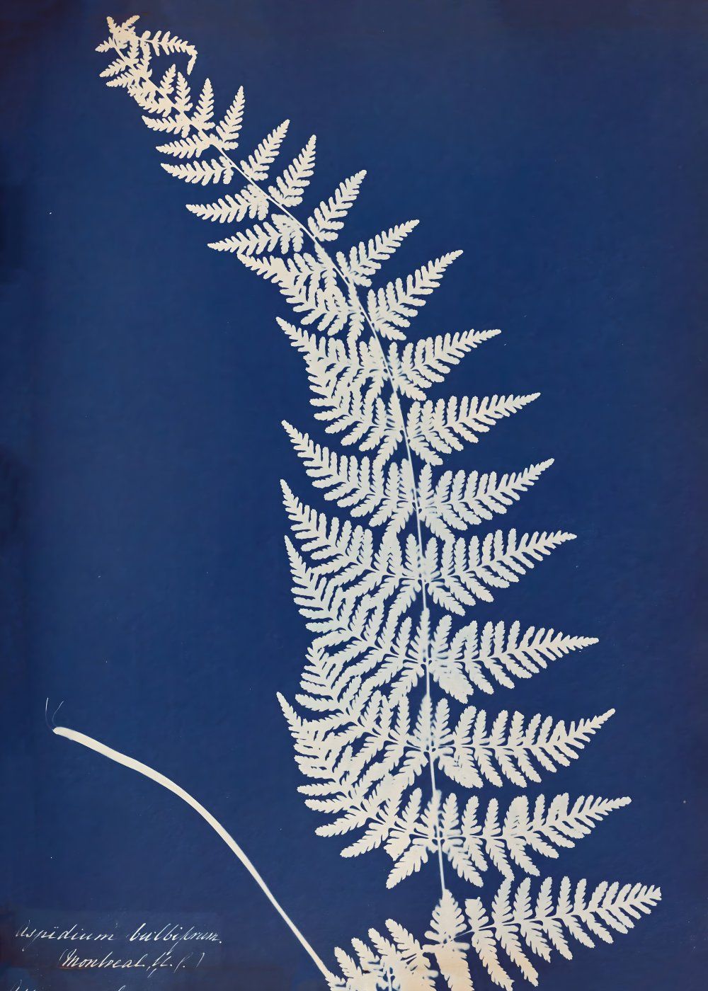 Konten Koleksi Anna Atkins