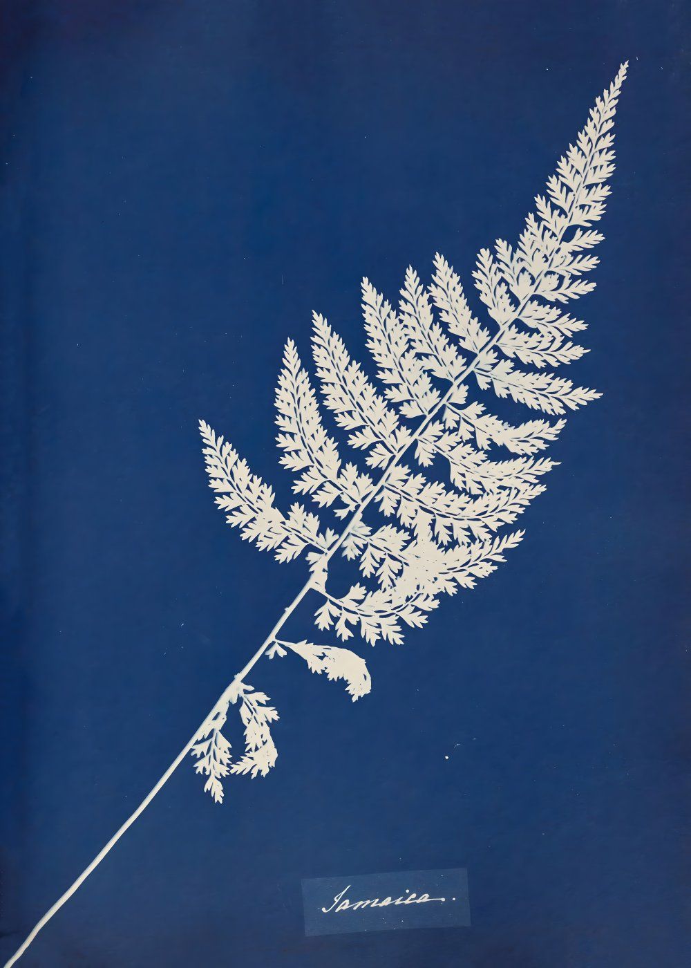 Konten Koleksi Anna Atkins