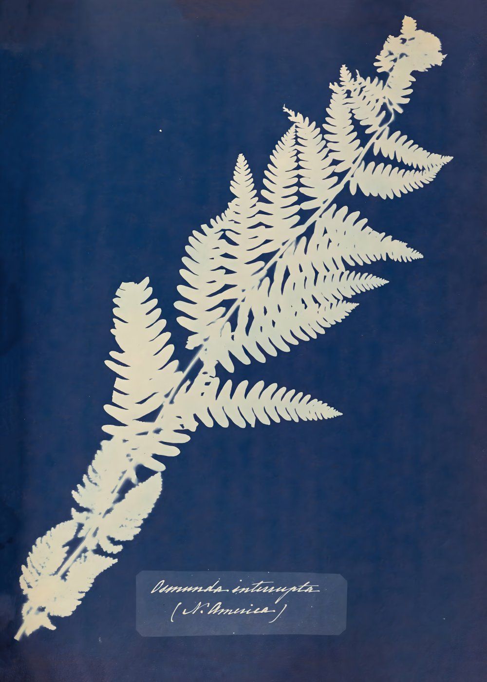 Konten Koleksi Anna Atkins