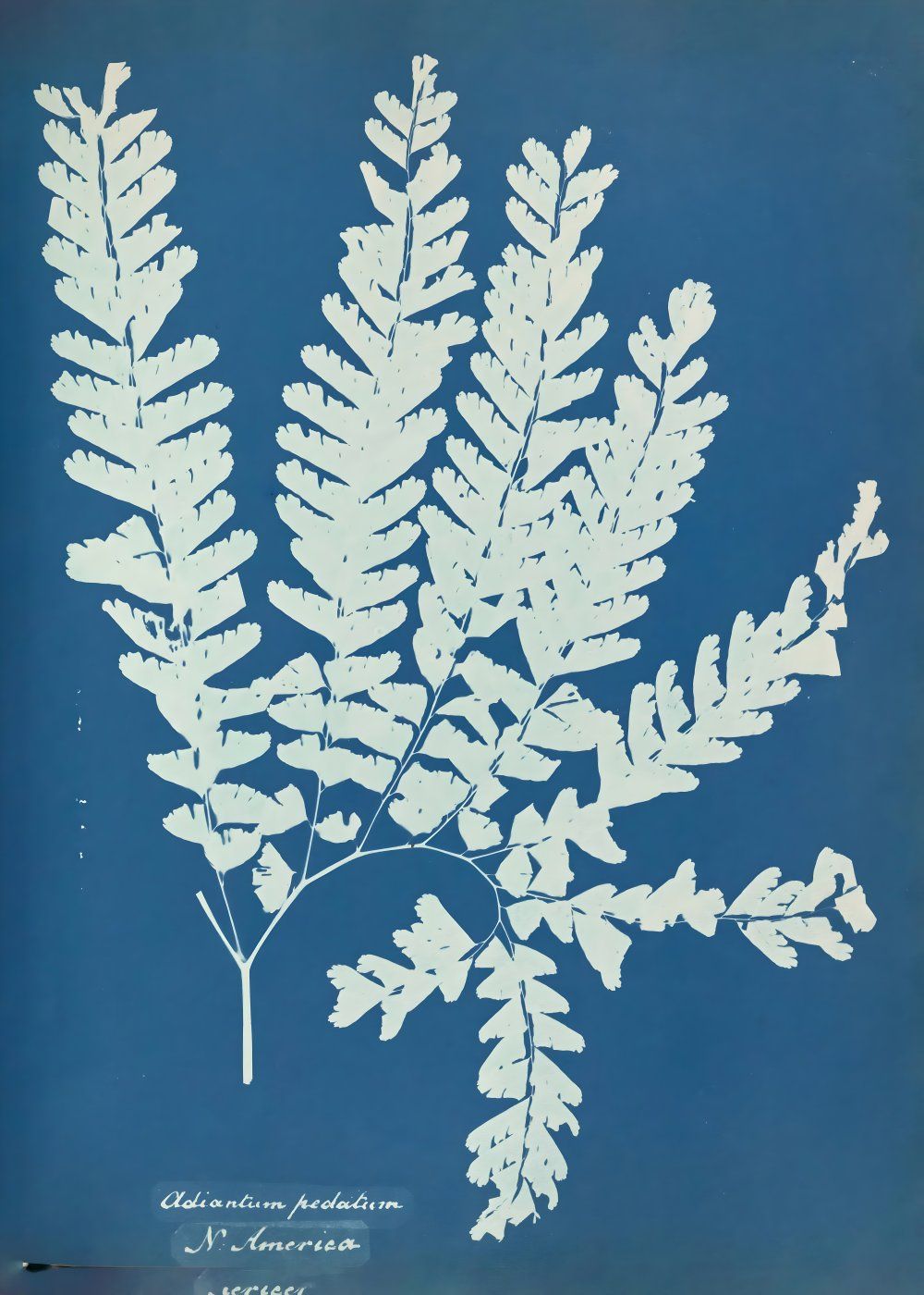 Konten Koleksi Anna Atkins