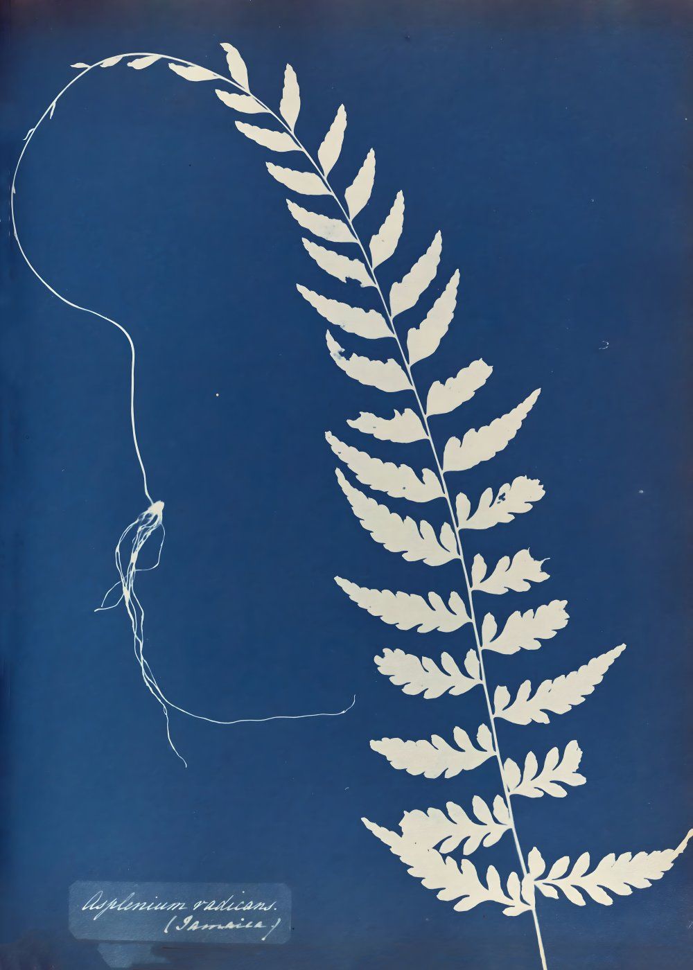 Konten Koleksi Anna Atkins