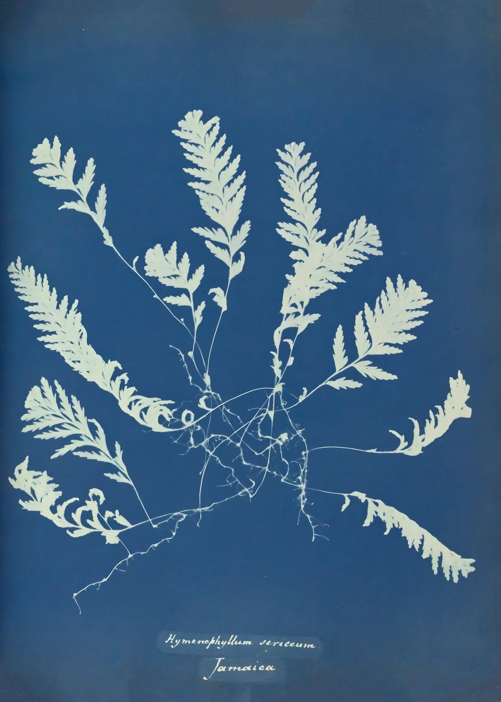 Konten Koleksi Anna Atkins