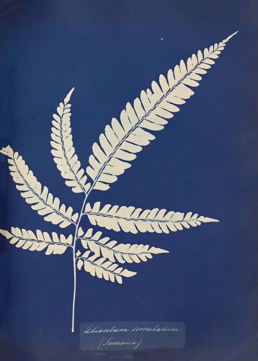 Konten Koleksi Anna Atkins