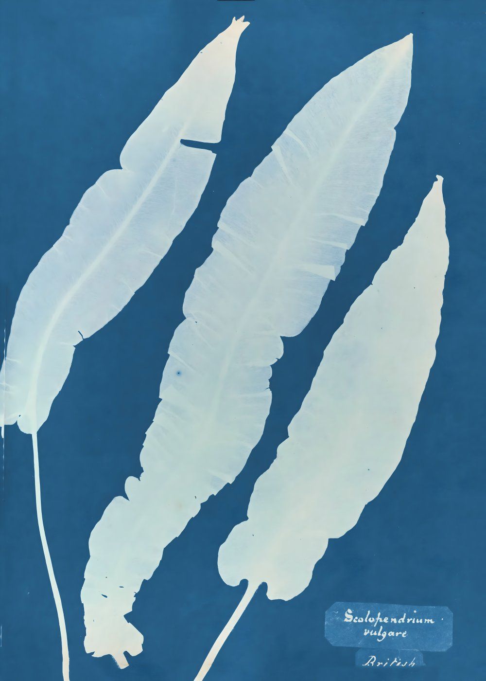 Konten Koleksi Anna Atkins