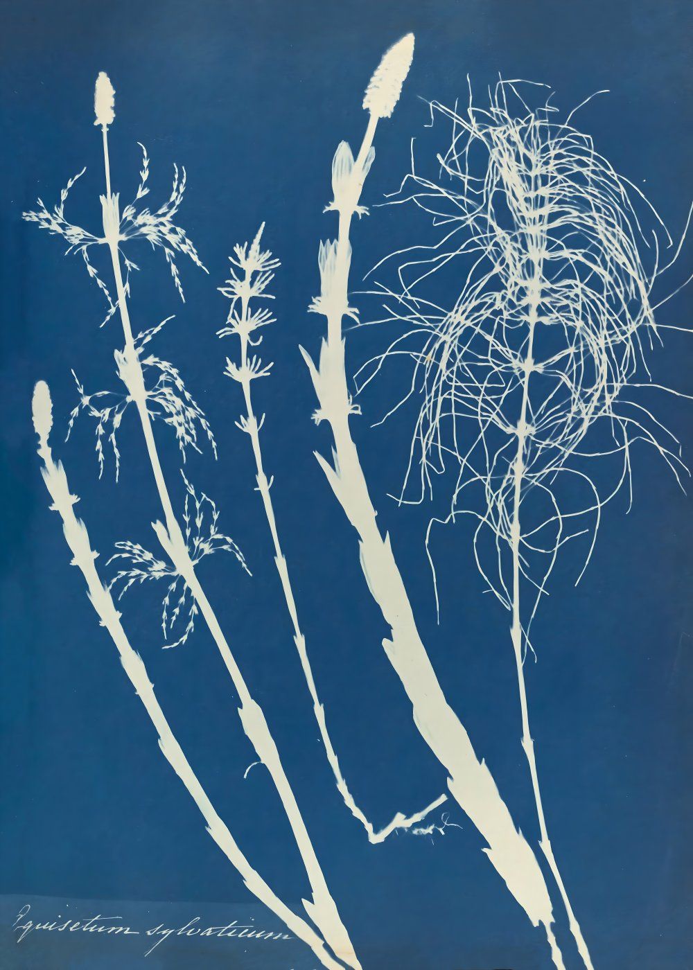 Konten Koleksi Anna Atkins