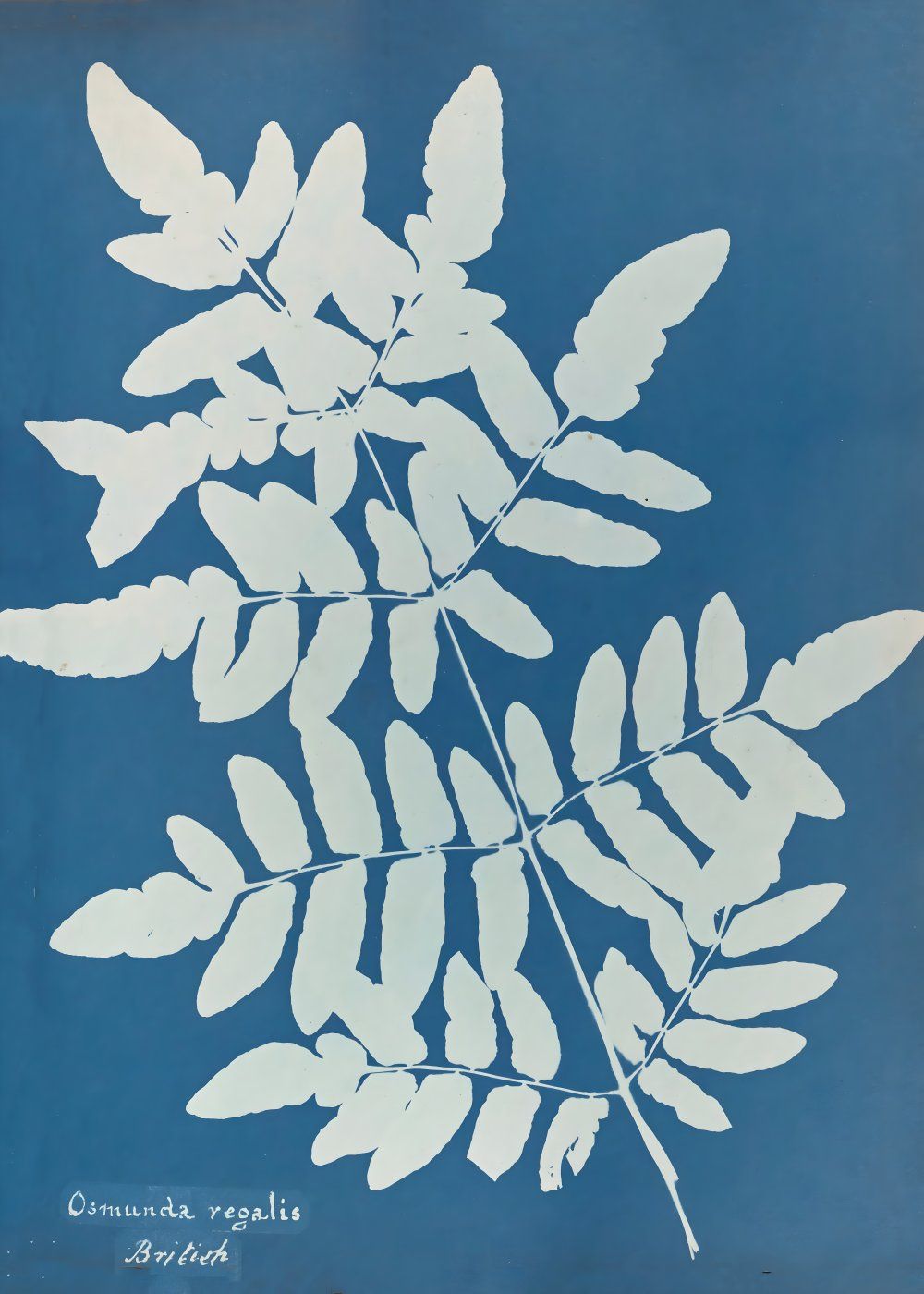 Konten Koleksi Anna Atkins
