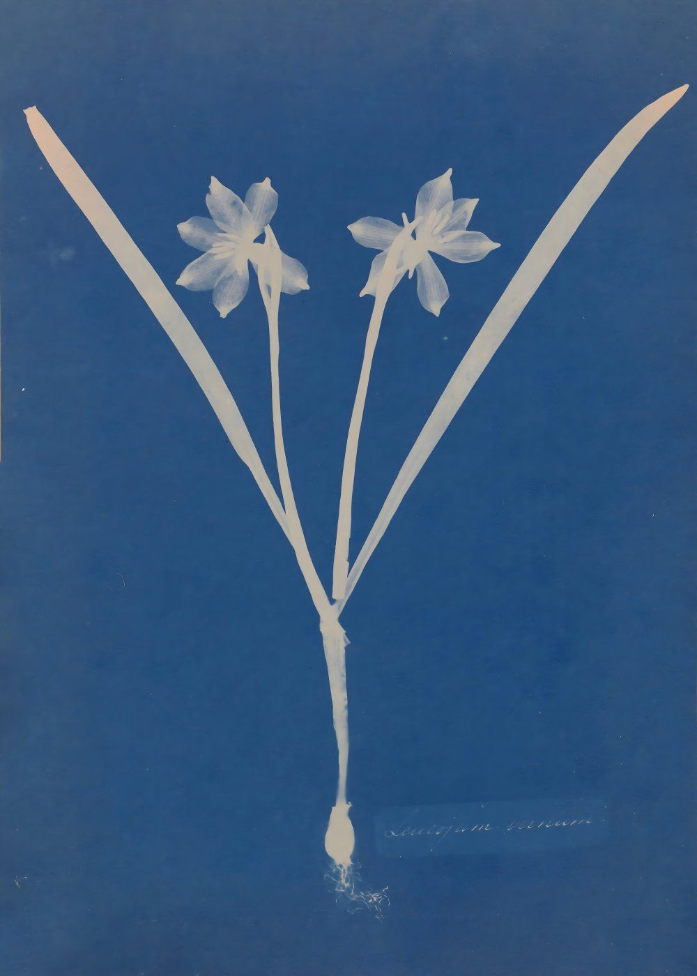 Konten Koleksi Anna Atkins