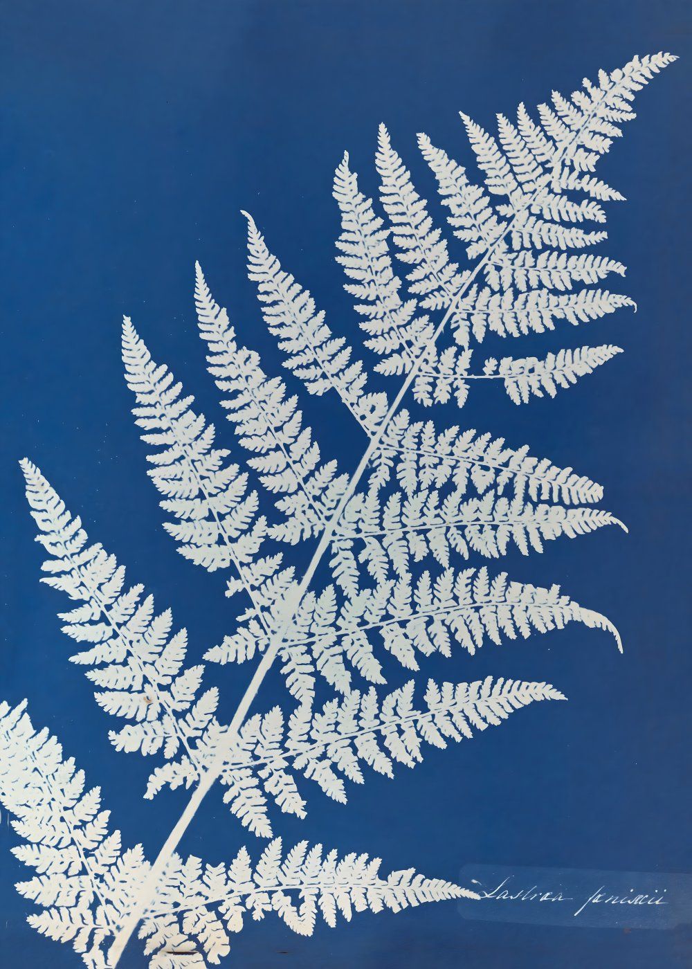 Konten Koleksi Anna Atkins