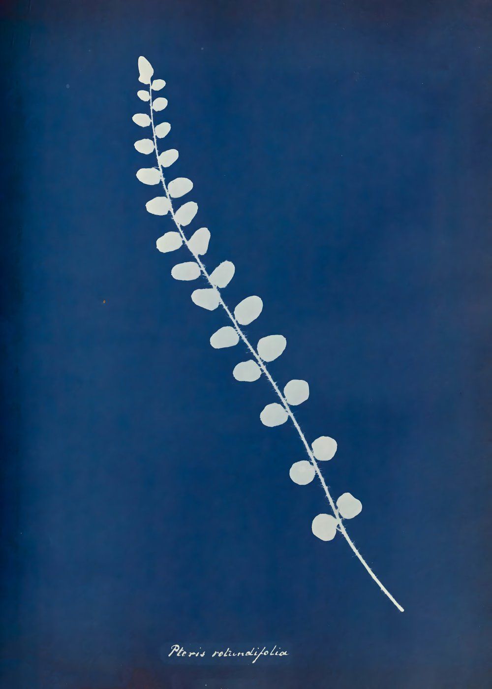 Konten Koleksi Anna Atkins