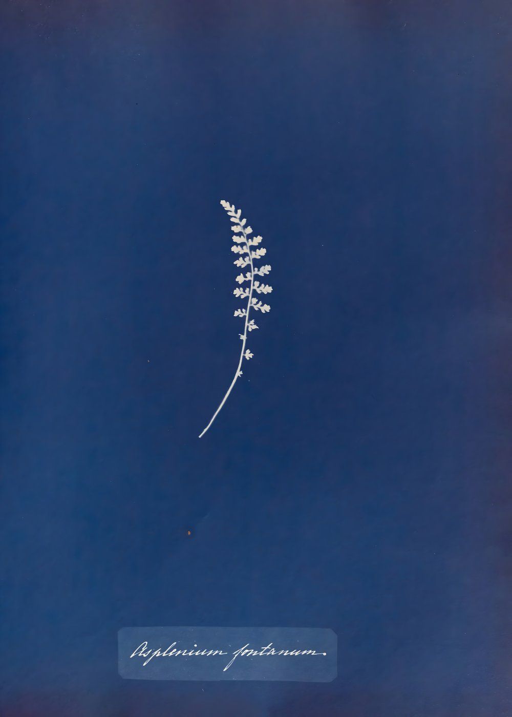 Konten Koleksi Anna Atkins
