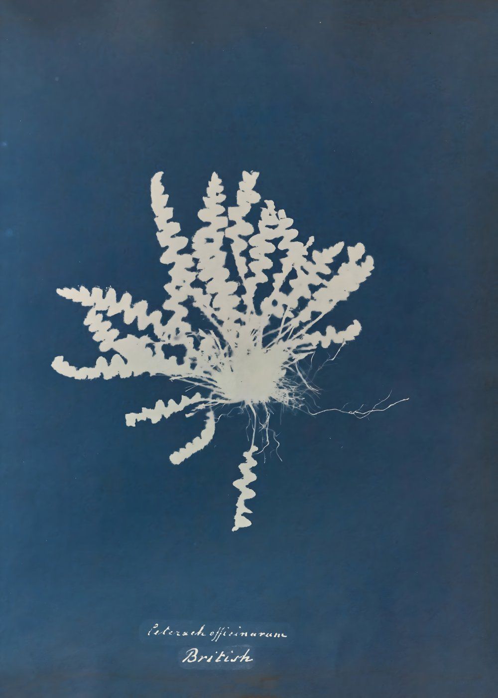 Konten Koleksi Anna Atkins