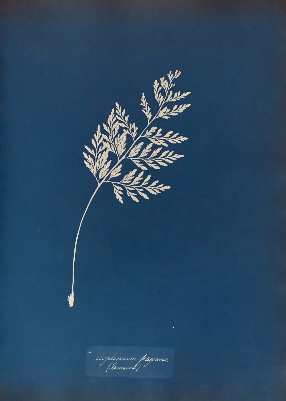 Konten Koleksi Anna Atkins