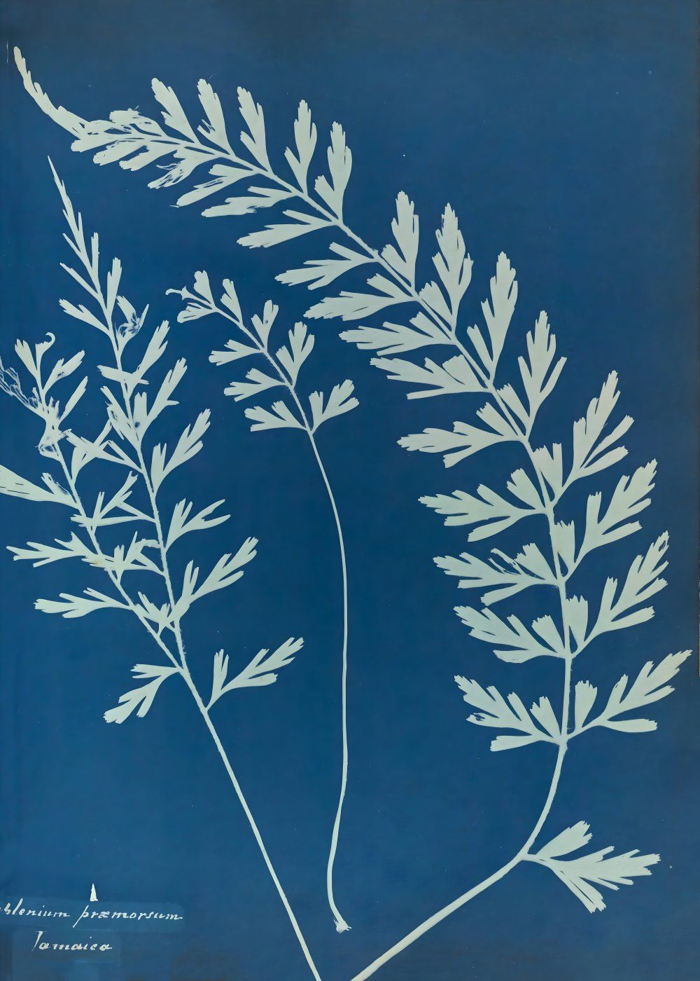 Konten Koleksi Anna Atkins